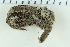  ( - ZMBN_115404)  @11 [ ] CreativeCommons - Attribution Non-Commercial Share-Alike (2017) University of Bergen Natural History Collections