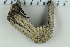  ( - ZMBN_115404)  @11 [ ] CreativeCommons - Attribution Non-Commercial Share-Alike (2017) University of Bergen Natural History Collections