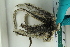  ( - ZMBN_115405)  @11 [ ] CreativeCommons - Attribution Non-Commercial Share-Alike (2017) University of Bergen Natural History Collections