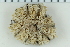 ( - ZMBN_115406)  @11 [ ] CreativeCommons - Attribution Non-Commercial Share-Alike (2017) University of Bergen Natural History Collections