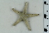 ( - ZMBN_115408)  @11 [ ] CreativeCommons - Attribution Non-Commercial Share-Alike (2017) University of Bergen Natural History Collections