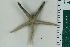  ( - ZMBN_115411)  @11 [ ] CreativeCommons - Attribution Non-Commercial Share-Alike (2017) University of Bergen Natural History Collections