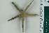  ( - ZMBN_115411)  @11 [ ] CreativeCommons - Attribution Non-Commercial Share-Alike (2017) University of Bergen Natural History Collections