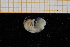 ( - UMBergen_MBOWA_Pagur19)  @13 [ ] CreativeCommons - Attribution Non-Commercial Share-Alike (2013) Unspecified University of Bergen, Natural History Collections