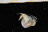  ( - UMBergen_MBOWA_Pagur20)  @13 [ ] CreativeCommons - Attribution Non-Commercial Share-Alike (2013) Unspecified University of Bergen, Natural History Collections