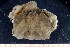  ( - UMBergen_MBOWA_brach04)  @12 [ ] CreativeCommons - Attribution Non-Commercial Share-Alike (2013) Natural History Collections, University of Bergen University of Bergen, Natural History Collections