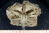  ( - UMBergen_MBOWA_brach04)  @14 [ ] CreativeCommons - Attribution Non-Commercial Share-Alike (2013) Natural History Collections, University of Bergen University of Bergen, Natural History Collections