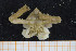  ( - UMBergen_MBOWA_brach108)  @13 [ ] CreativeCommons - Attribution Non-Commercial Share-Alike (2013) Natural History Collections, University of Bergen University of Bergen, Natural History Collections