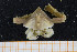  (Distolambrus maltzami - UMBergen_MBOWA_brach108)  @14 [ ] CreativeCommons - Attribution Non-Commercial Share-Alike (2013) Natural History Collections, University of Bergen University of Bergen, Natural History Collections