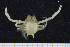  ( - UMBergen_MBOWA_brach110)  @11 [ ] CreativeCommons - Attribution Non-Commercial Share-Alike (2013) Natural History Collections, University of Bergen University of Bergen, Natural History Collections