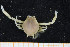  ( - UMBergen_MBOWA_brach110)  @11 [ ] CreativeCommons - Attribution Non-Commercial Share-Alike (2013) Natural History Collections, University of Bergen University of Bergen, Natural History Collections