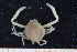  ( - UMBergen_MBOWA_brach111)  @11 [ ] CreativeCommons - Attribution Non-Commercial Share-Alike (2013) Natural History Collections, University of Bergen University of Bergen, Natural History Collections