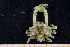  ( - UMBergen_MBOWA_brach113)  @13 [ ] CreativeCommons - Attribution Non-Commercial Share-Alike (2013) Natural History Collections, University of Bergen University of Bergen, Natural History Collections