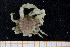  ( - UMBergen_MBOWA_brach119)  @11 [ ] CreativeCommons - Attribution Non-Commercial Share-Alike (2013) Natural History Collections, University of Bergen University of Bergen, Natural History Collections