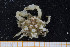  ( - UMBergen_MBOWA_brach119)  @11 [ ] CreativeCommons - Attribution Non-Commercial Share-Alike (2013) Natural History Collections, University of Bergen University of Bergen, Natural History Collections