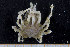  (Pisa carinimana - UMBergen_MBOWA_brach138)  @14 [ ] CreativeCommons - Attribution Non-Commercial Share-Alike (2013) Natural History Collections, University of Bergen University of Bergen, Natural History Collections