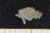  (Herbstia - UMBergen_MBOWA_brach146)  @11 [ ] CreativeCommons - Attribution Non-Commercial Share-Alike (2013) Natural History Collections, University of Bergen University of Bergen, Natural History Collections
