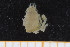  ( - UMBergen_MBOWA_brach147)  @11 [ ] CreativeCommons - Attribution Non-Commercial Share-Alike (2013) Natural History Collections, University of Bergen University of Bergen, Natural History Collections