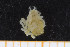  ( - UMBergen_MBOWA_brach147)  @11 [ ] CreativeCommons - Attribution Non-Commercial Share-Alike (2013) Natural History Collections, University of Bergen University of Bergen, Natural History Collections