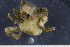  ( - UMBergen_MBOWA_brach153)  @12 [ ] CreativeCommons - Attribution Non-Commercial Share-Alike (2013) Natural History Collections, University of Bergen University of Bergen, Natural History Collections