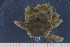  ( - UMBergen_MBOWA_brach153)  @13 [ ] CreativeCommons - Attribution Non-Commercial Share-Alike (2013) Natural History Collections, University of Bergen University of Bergen, Natural History Collections