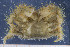  ( - UMBergen_MBOWA_brach154)  @13 [ ] CreativeCommons - Attribution Non-Commercial Share-Alike (2013) Natural History Collections, University of Bergen University of Bergen, Natural History Collections