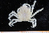  (Apiomithrax - UMBergen_MBOWA_brach191)  @11 [ ] CreativeCommons - Attribution Non-Commercial Share-Alike (2013) Unspecified University of Bergen, Natural History Collections