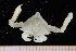  ( - UMBergen_MBOWA_brach202)  @13 [ ] CreativeCommons - Attribution Non-Commercial Share-Alike (2013) Unspecified University of Bergen, Natural History Collections