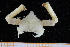  ( - UMBergen_MBOWA_brach203)  @13 [ ] CreativeCommons - Attribution Non-Commercial Share-Alike (2013) Unspecified University of Bergen, Natural History Collections