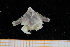  ( - UMBergen_MBOWA_brach206)  @13 [ ] CreativeCommons - Attribution Non-Commercial Share-Alike (2013) Unspecified University of Bergen, Natural History Collections