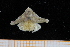  ( - UMBergen_MBOWA_brach206)  @13 [ ] CreativeCommons - Attribution Non-Commercial Share-Alike (2013) Unspecified University of Bergen, Natural History Collections