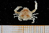  ( - UMBergen_MBOWA_brach212)  @11 [ ] CreativeCommons - Attribution Non-Commercial Share-Alike (2013) Unspecified University of Bergen, Natural History Collections