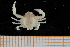  ( - UMBergen_MBOWA_brach212)  @11 [ ] CreativeCommons - Attribution Non-Commercial Share-Alike (2013) Unspecified University of Bergen, Natural History Collections