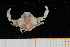  (Ebalia affinis - UMBergen_MBOWA_brach213)  @15 [ ] CreativeCommons - Attribution Non-Commercial Share-Alike (2013) Unspecified University of Bergen, Natural History Collections