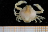  ( - UMBergen_MBOWA_brach214)  @11 [ ] CreativeCommons - Attribution Non-Commercial Share-Alike (2013) Unspecified University of Bergen, Natural History Collections