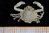  ( - UMBergen_MBOWA_brach214)  @11 [ ] CreativeCommons - Attribution Non-Commercial Share-Alike (2013) Unspecified University of Bergen, Natural History Collections