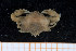 ( - UMBergen_MBOWA_brach22)  @11 [ ] CreativeCommons - Attribution Non-Commercial Share-Alike (2013) Natural History Collections, University of Bergen University of Bergen, Natural History Collections