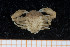  ( - UMBergen_MBOWA_brach22)  @11 [ ] CreativeCommons - Attribution Non-Commercial Share-Alike (2013) Natural History Collections, University of Bergen University of Bergen, Natural History Collections