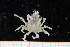  (Pisa - UMBergen_MBOWA_brach242)  @14 [ ] CreativeCommons - Attribution Non-Commercial Share-Alike (2013) Unspecified University of Bergen, Natural History Collections
