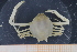  ( - UMBergen_MBOWA_brach248)  @14 [ ] CreativeCommons - Attribution Non-Commercial Share-Alike (2013) Unspecified University of Bergen, Natural History Collections