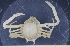  ( - UMBergen_MBOWA_brach248)  @13 [ ] CreativeCommons - Attribution Non-Commercial Share-Alike (2013) Unspecified University of Bergen, Natural History Collections