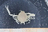  ( - UMBergen_MBOWA_brach249)  @11 [ ] CreativeCommons - Attribution Non-Commercial Share-Alike (2013) Unspecified University of Bergen, Natural History Collections