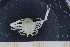  ( - UMBergen_MBOWA_brach249)  @11 [ ] CreativeCommons - Attribution Non-Commercial Share-Alike (2013) Unspecified University of Bergen, Natural History Collections