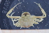  ( - UMBergen_MBOWA_brach257)  @11 [ ] CreativeCommons - Attribution Non-Commercial Share-Alike (2013) Unspecified University of Bergen, Natural History Collections