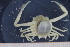  ( - UMBergen_MBOWA_brach257)  @11 [ ] CreativeCommons - Attribution Non-Commercial Share-Alike (2013) Unspecified University of Bergen, Natural History Collections