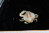  ( - UMBergen_MBOWA_brach258)  @12 [ ] CreativeCommons - Attribution Non-Commercial Share-Alike (2013) Unspecified University of Bergen, Natural History Collections