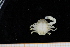  ( - UMBergen_MBOWA_brach258)  @11 [ ] CreativeCommons - Attribution Non-Commercial Share-Alike (2013) Unspecified University of Bergen, Natural History Collections