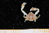  ( - UMBergen_MBOWA_brach278)  @13 [ ] CreativeCommons - Attribution Non-Commercial Share-Alike (2013) Unspecified University of Bergen, Natural History Collections