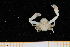  ( - UMBergen_MBOWA_brach278)  @14 [ ] CreativeCommons - Attribution Non-Commercial Share-Alike (2013) Unspecified University of Bergen, Natural History Collections