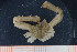  ( - UMBergen_MBOWA_brach30)  @13 [ ] CreativeCommons - Attribution Non-Commercial Share-Alike (2013) Natural History Collections, University of Bergen University of Bergen, Natural History Collections